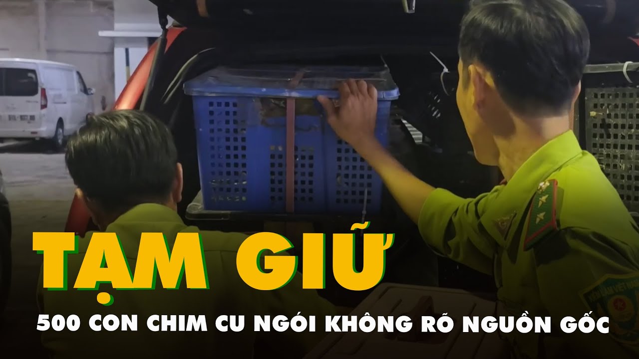 Tạm giữ 500 con chim cu ngói không rõ nguồn gốc tại Tân Sơn Hòa, TP.HCM