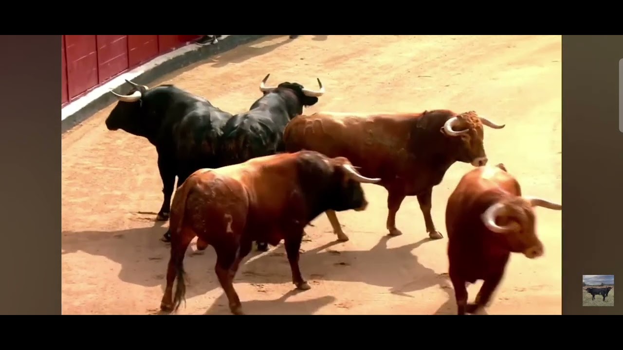 TERCER ENCIERRO SANSE 2025 - CORREMOS ANTO Y YO .