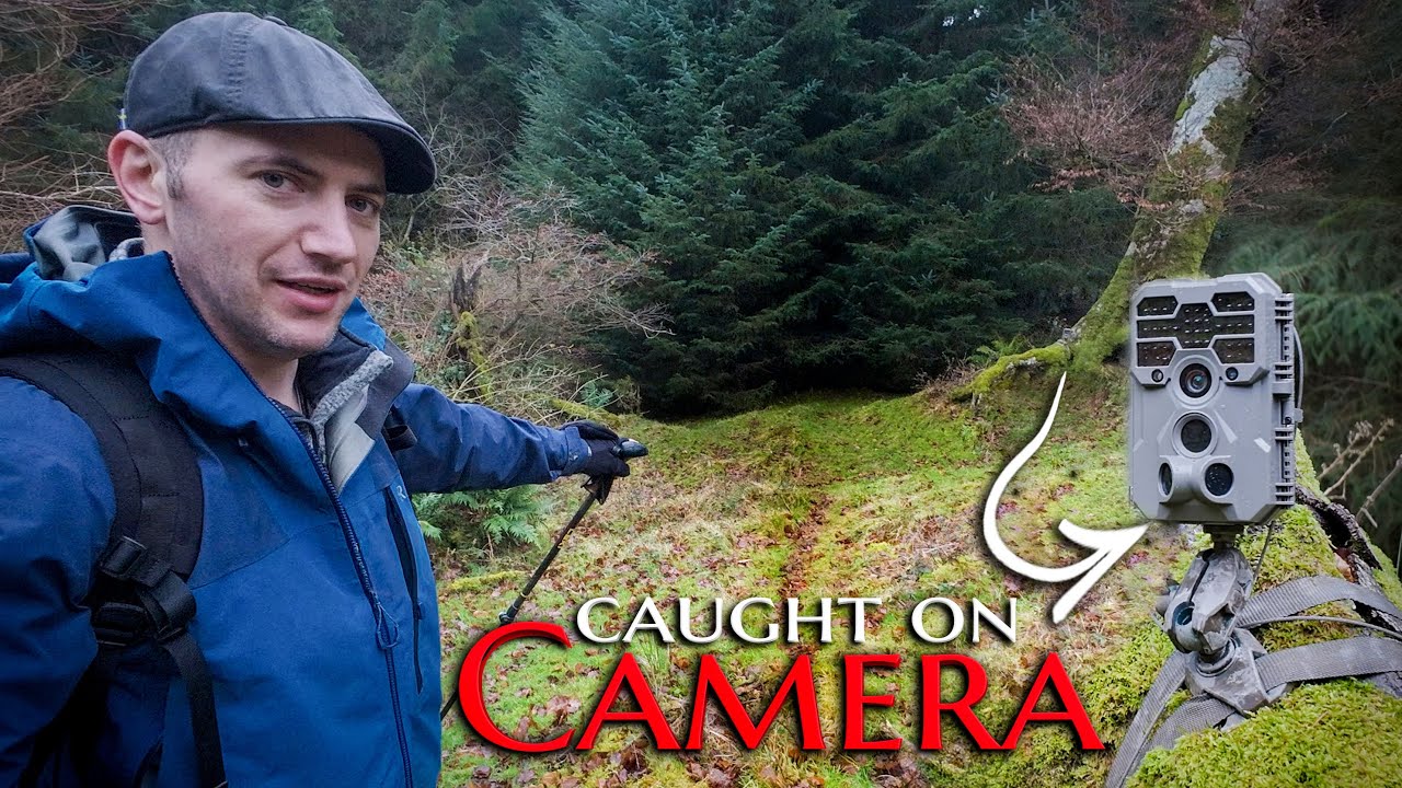 14 Days in an Irish Forest