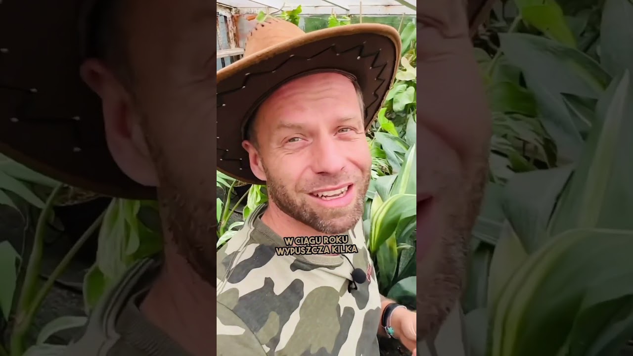 ASPIDISTRA VARIEGATA&hellip;. Jedna z cenniejszych roślin kolekcjonerskich🔥🌿😱