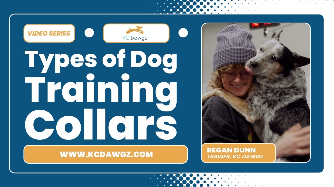 Different Types of Dog Training Collars | KC Dawgz