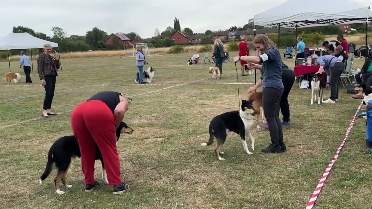 London & Provincial Collie Club Aug 2025 - Dog Challenge 