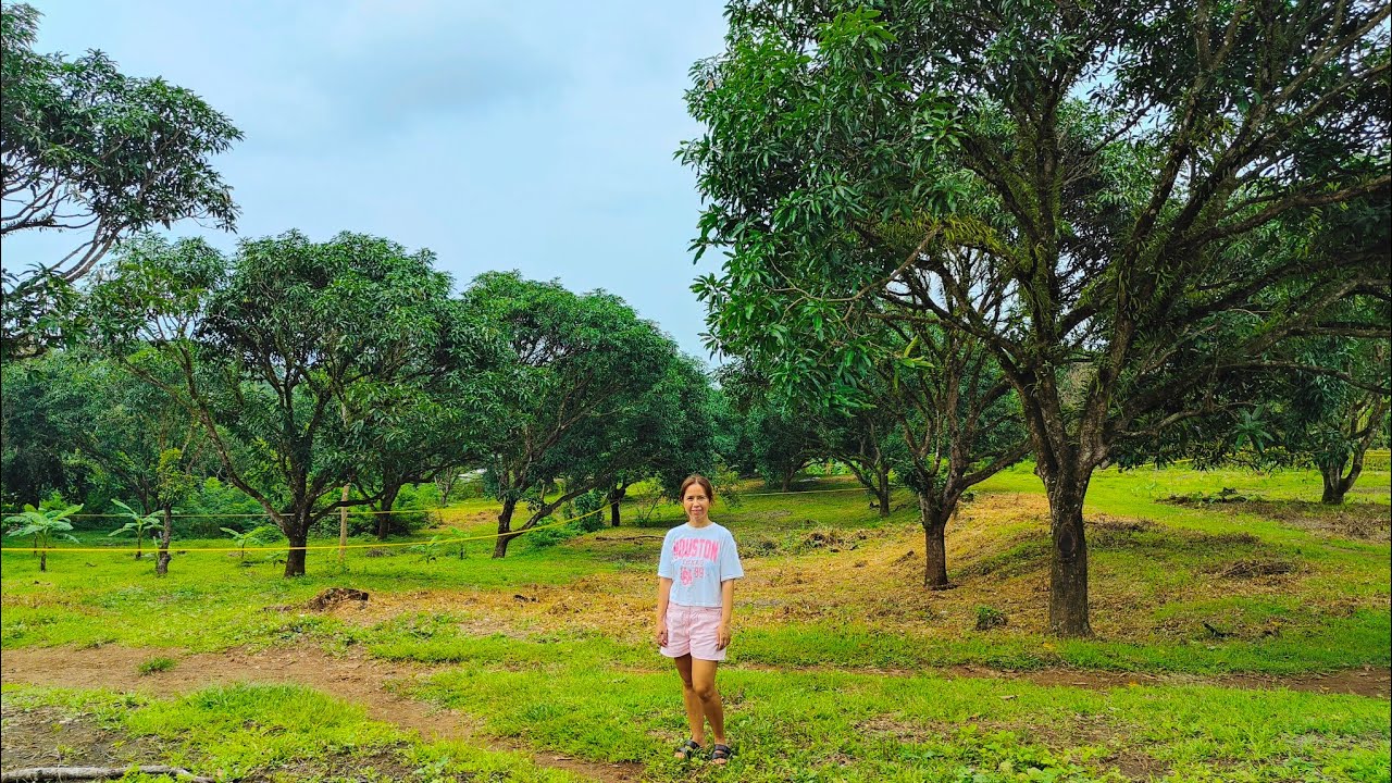Farm lot for sale sa Indang Cavite | Virtual Tour