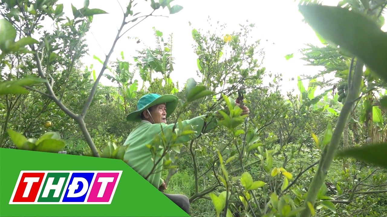 Nhà vườn chăm sóc quýt hồng sau thu hoạch | THDT