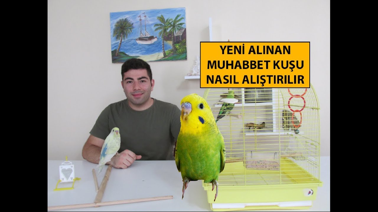 Yeni Alınan Muhabbet Kuşu Nasıl Alıştırılır