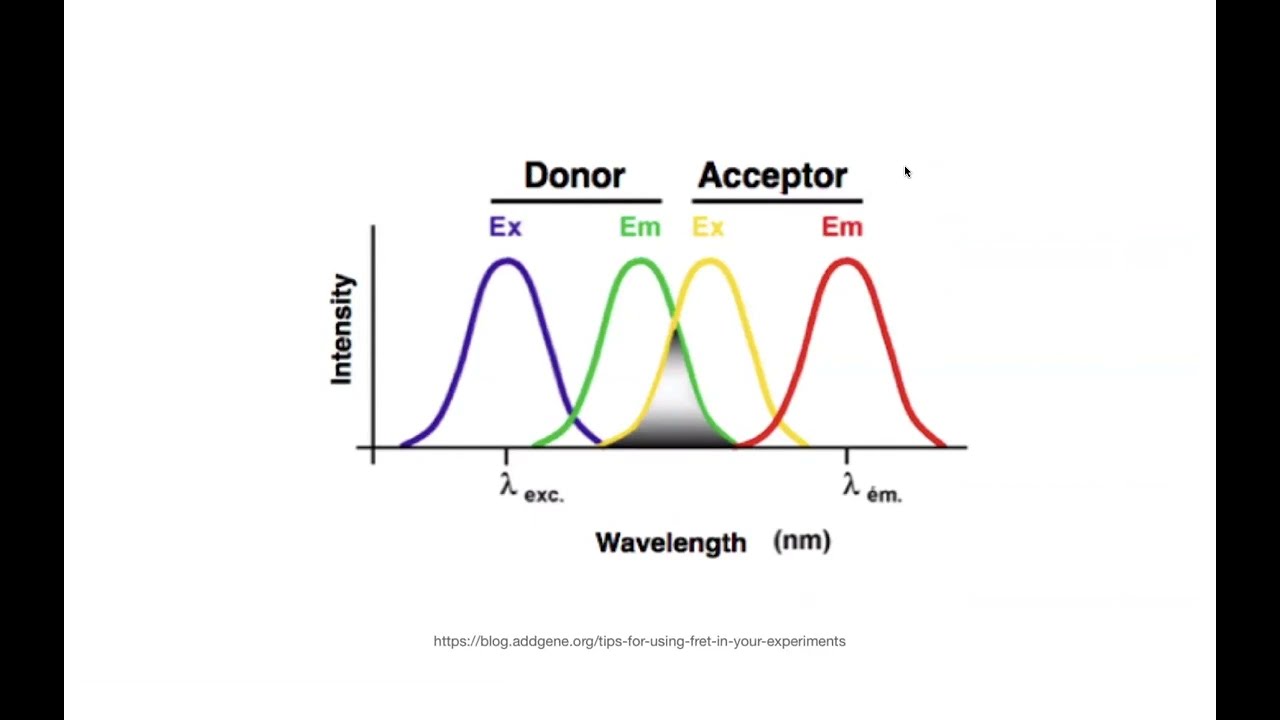 FRET, fluorophores, & fluorescence - concepts & examples