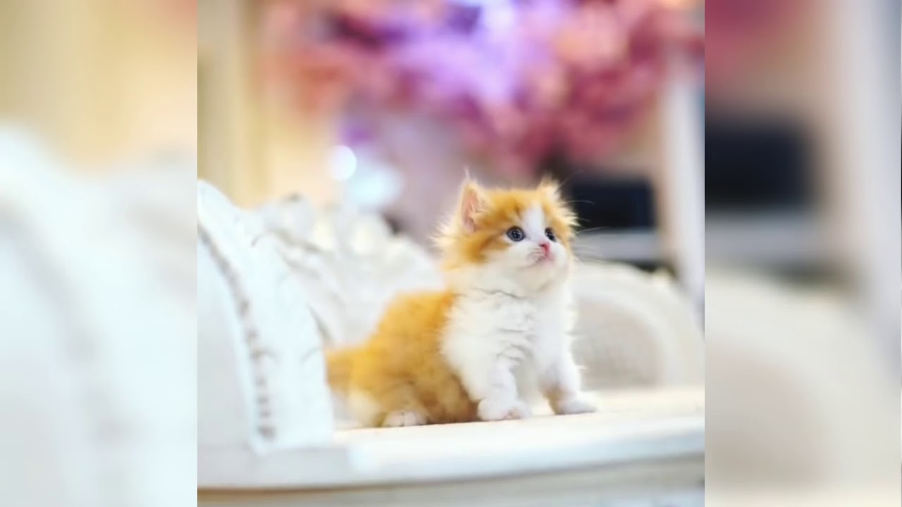 Cute cat and kittens || Best of cute Kittens || Adorable kittens forever || cutest little kittens