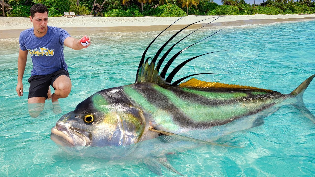 POK&Eacute;BALL CATCHES MONSTER FISH