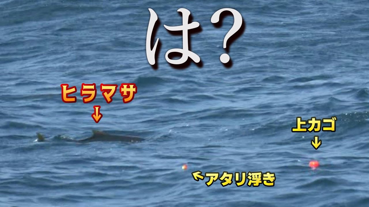 【海面乱舞】背鰭を見せるヒラマサ‼だが刺し餌は見切ってしまう‼️