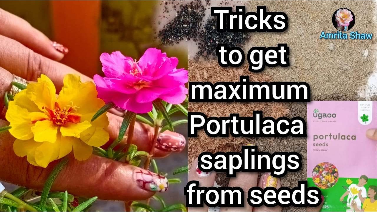 Tips to successfully grow Portulaca from seeds 