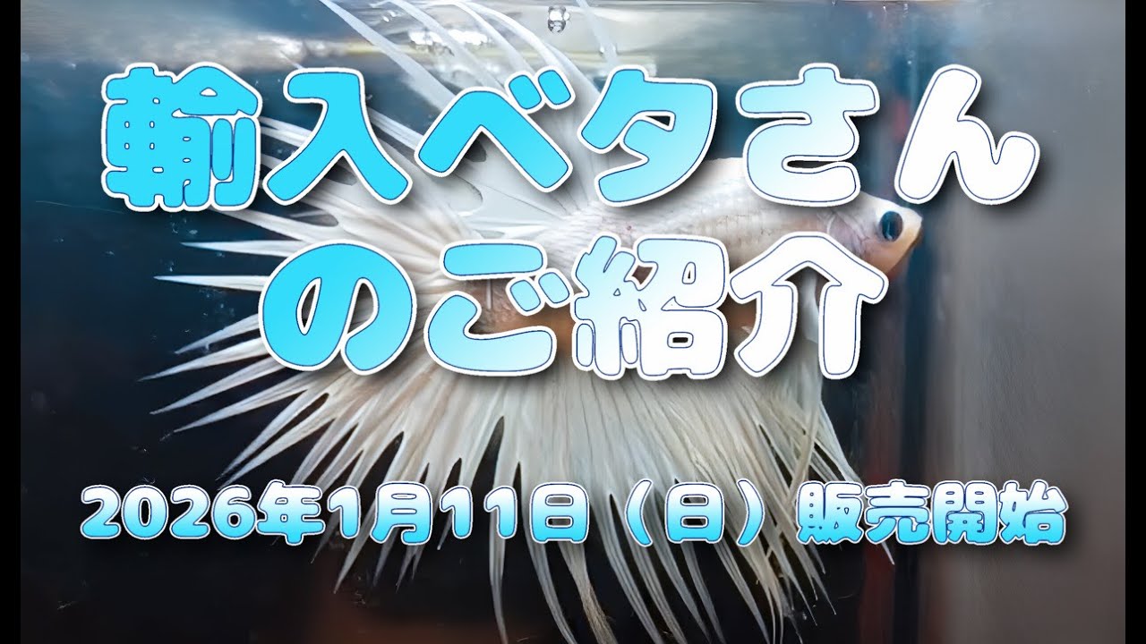 2026年1月11日（日）販売開始！　輸入ベタさん紹介動画