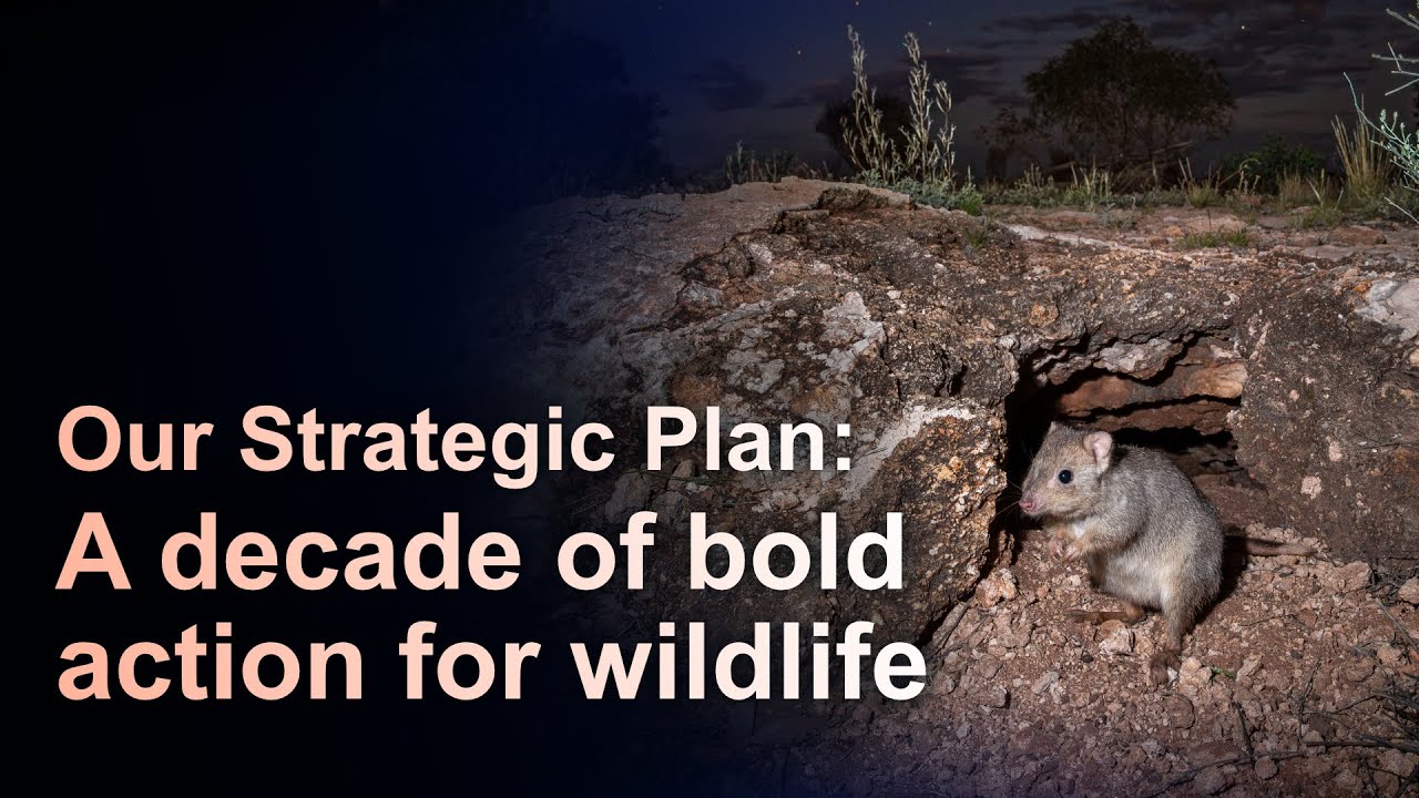 Our strategic plan: A decade of bold action for wildlife