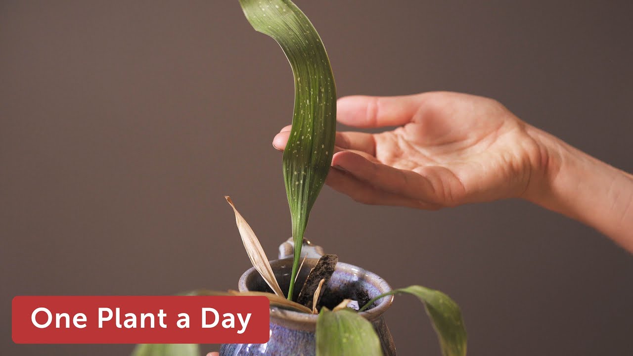 Asipidistra elatior 'Milky Way' (Cast Iron Plant) Houseplant Care — 5 of 365