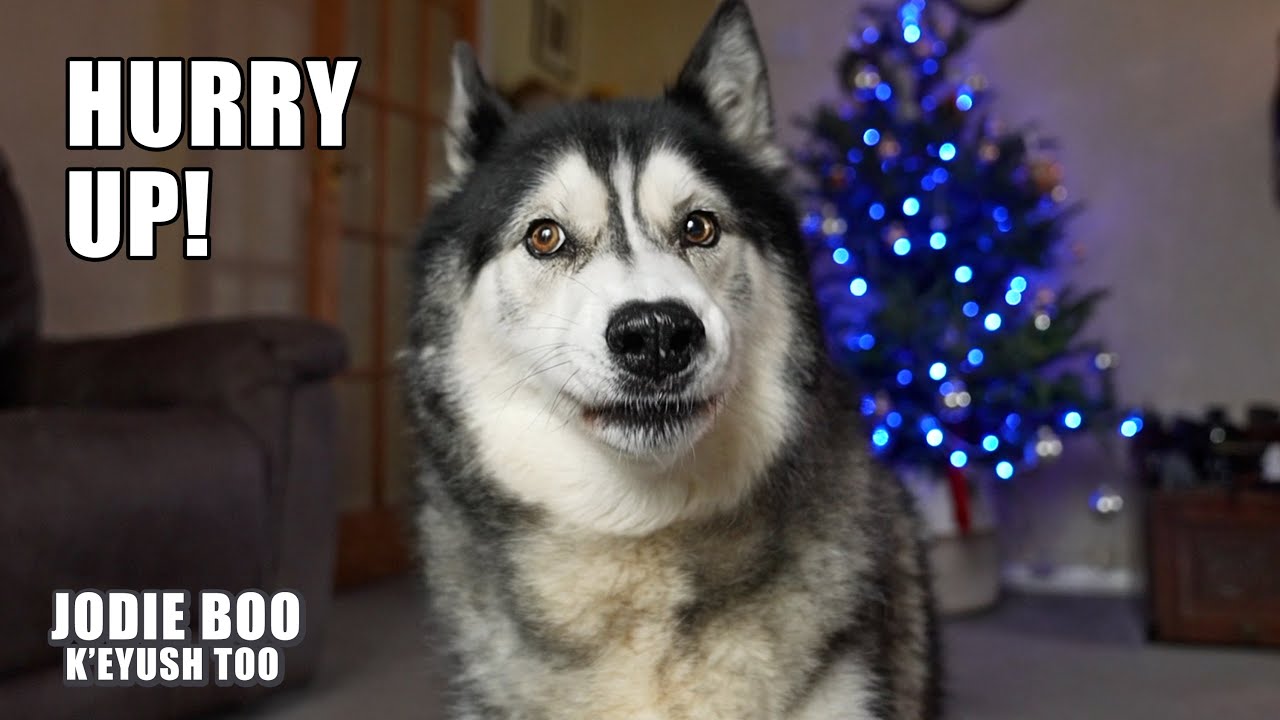 My Husky Has NO Patience!