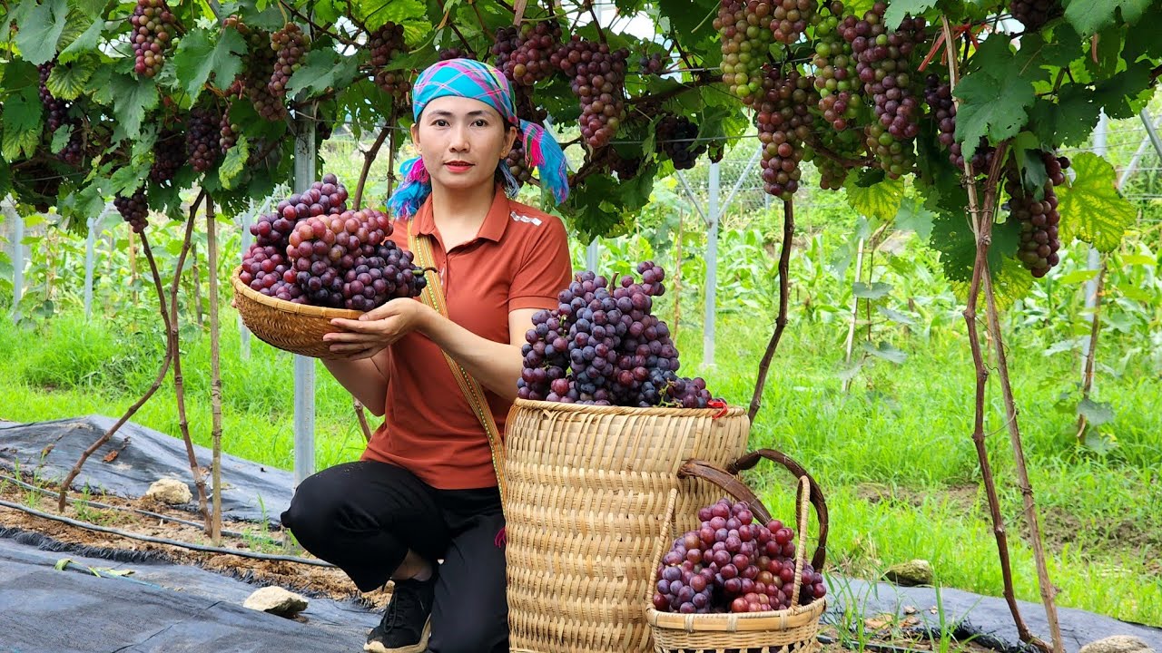 Harvesting Vineyard Garden goes to the market sell - Gardening - Animal care - Nguyễn Thị Bình