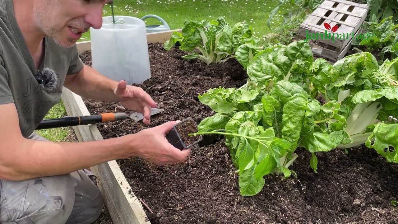 Quand et comment planter des piments au potager ? Conseils