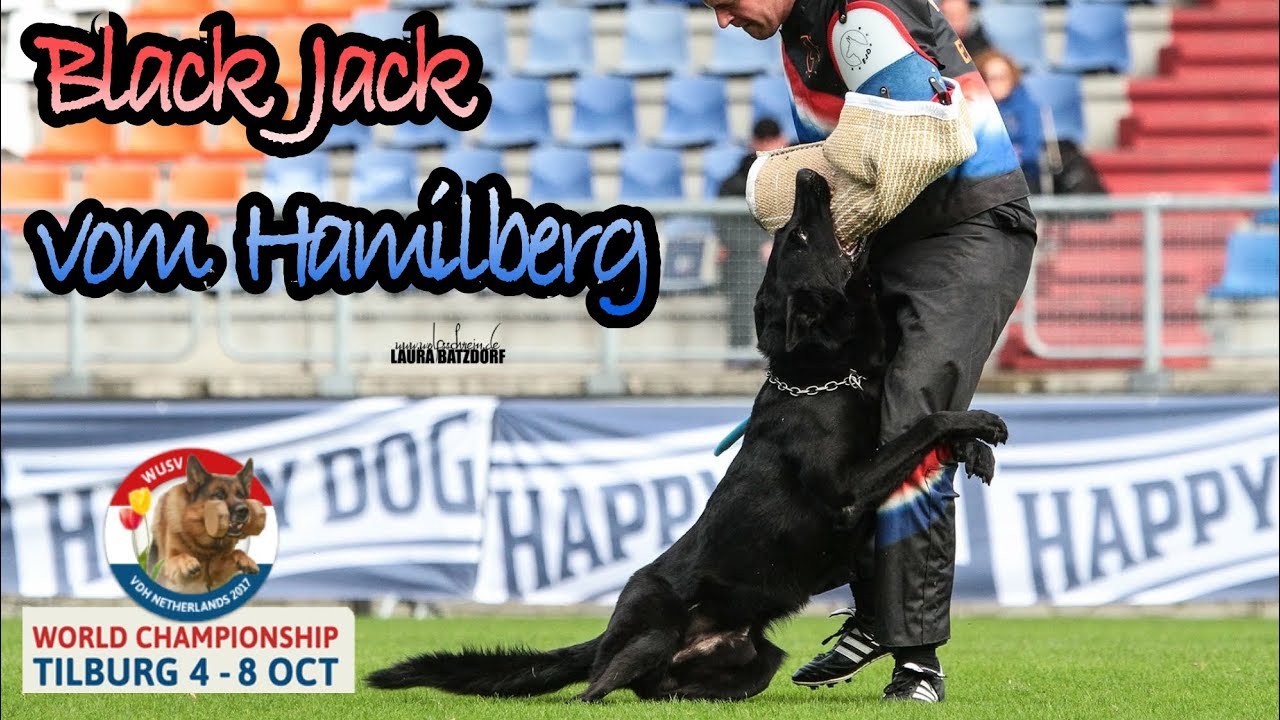 WUSV 2017 Ross Heron Black Jack vom Hamilberg Protection STOPS THE HELPER !!