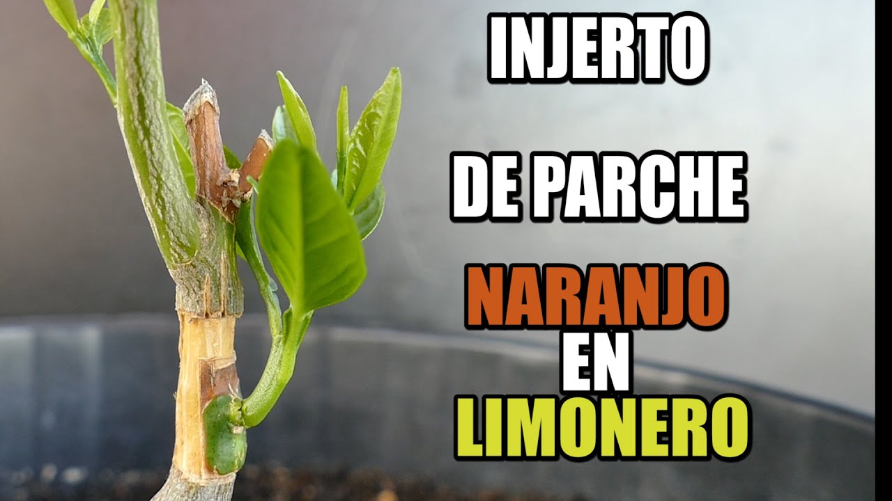Así de fácil se hace un injerto de Naranjo en Limonero.  ¡Vale para cualquier otro cítrico!