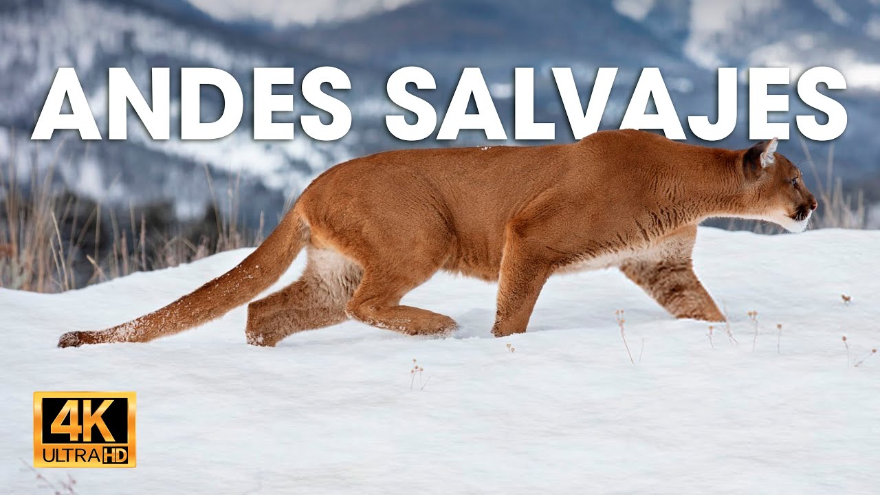 ANDES SALVAJES - Batallas por la Vida en las Tierras del Viento #animalessalvajes