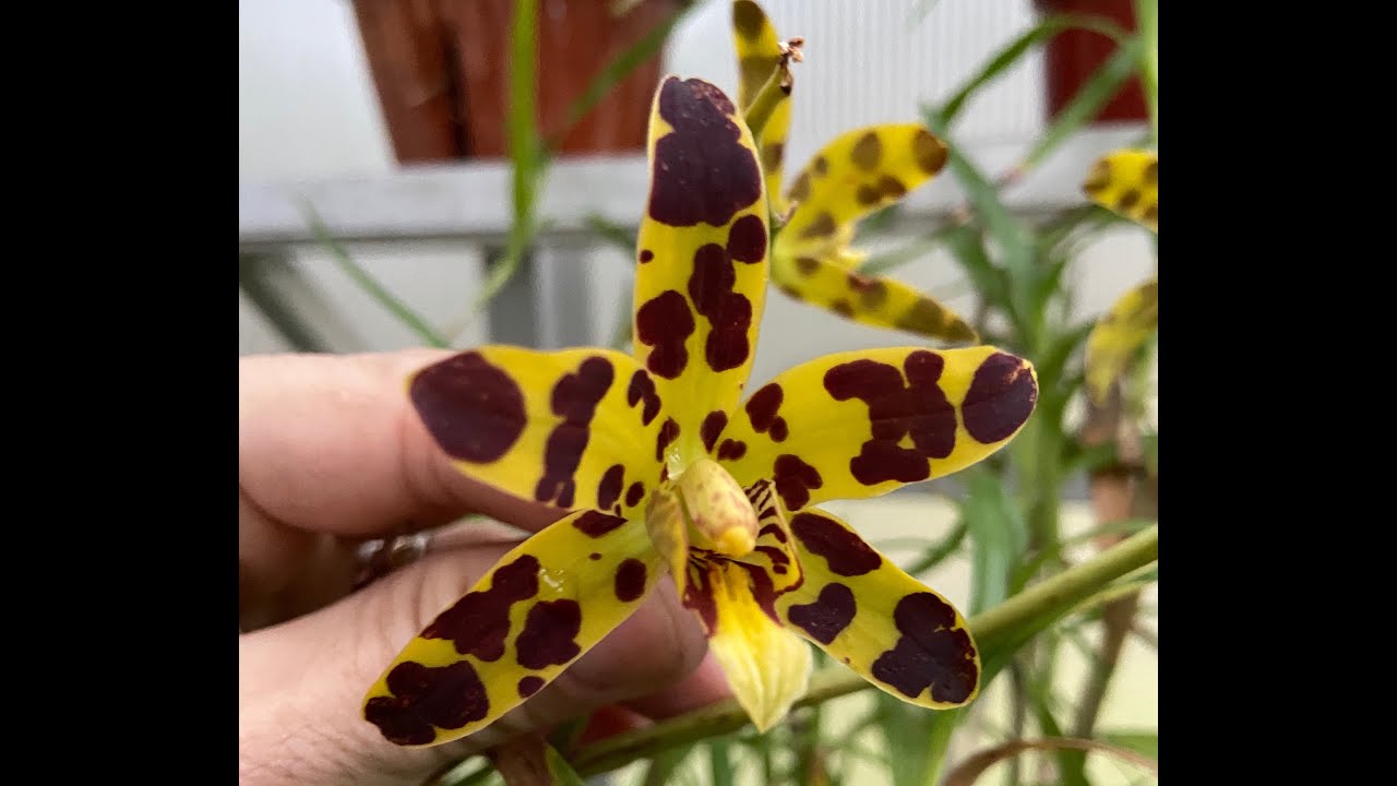 Orchid Collection Update
