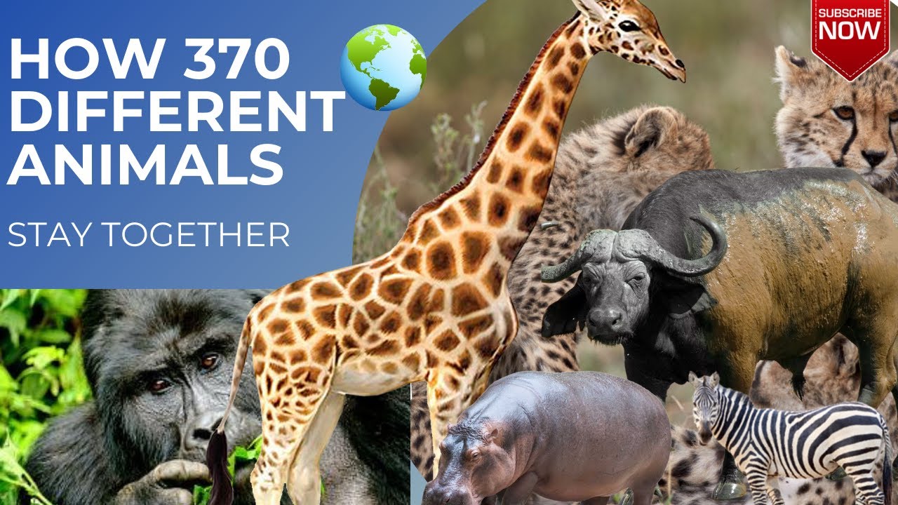 Документальный фильм о САФАРИ: Удивительное наблюдение за животными на озере Мбуро в 2021 году ||...