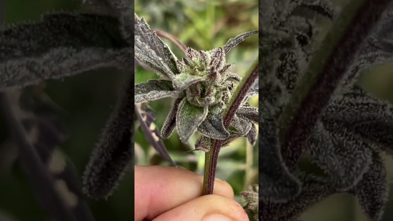 Zombie Kush &iquest;Est&aacute; Lista Para Cosechar? #shorts