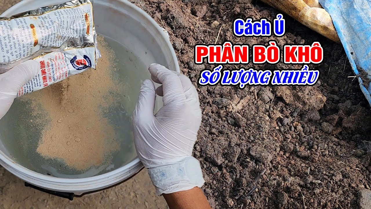 Cách ủ phân bò khô số lượng nhiều