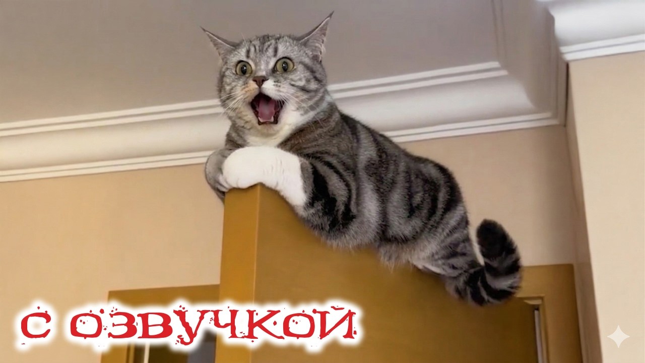 Приколы с котами! С ОЗВУЧКОЙ! Смешные коты И Собаки! Самые смешные животные!!