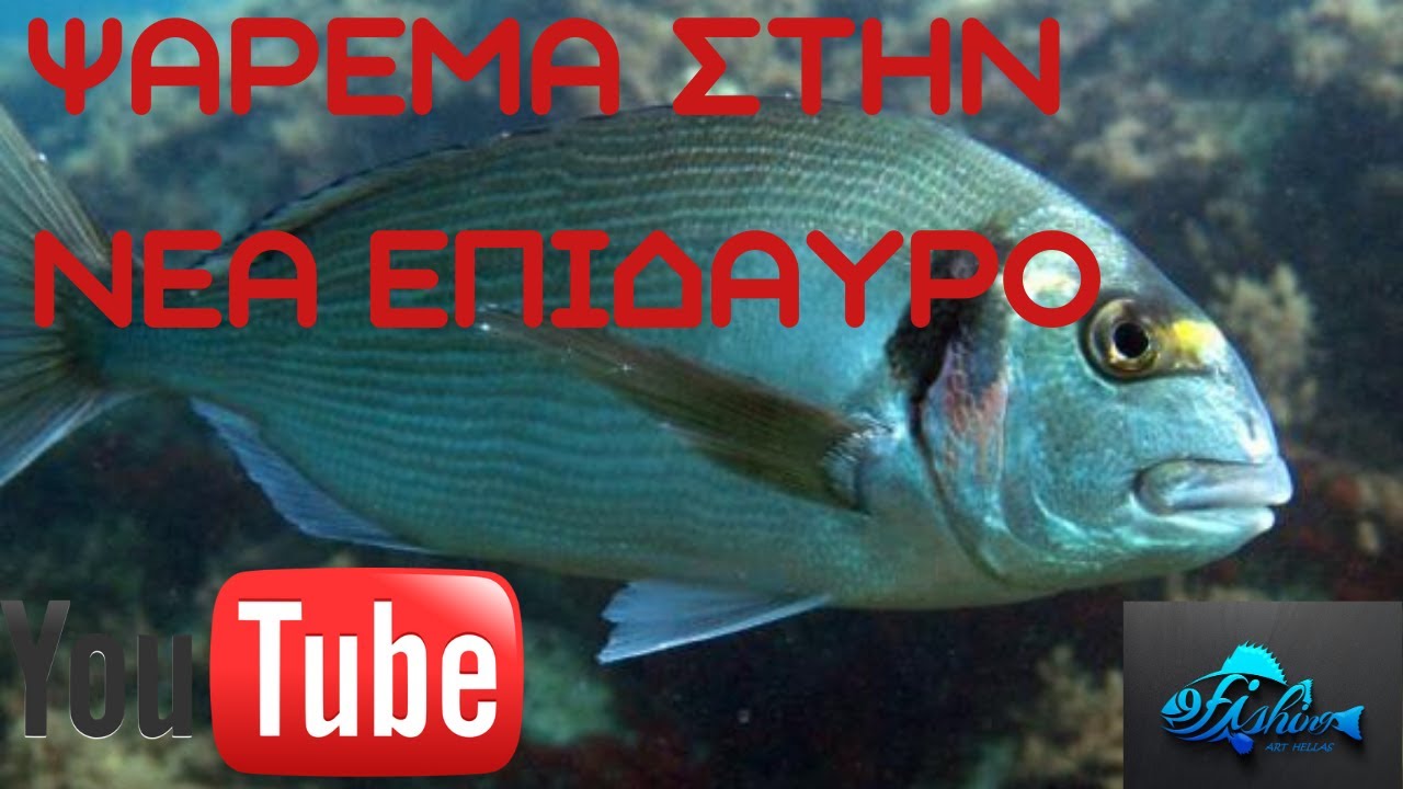 ΨΑΡΕΜΑ ΓΙΑ ΤΣΙΠΟΥΡΕΣ ΣΤΗΝ ΝΕΑ Επίδαυρο - Epidaurus sea bream fishing