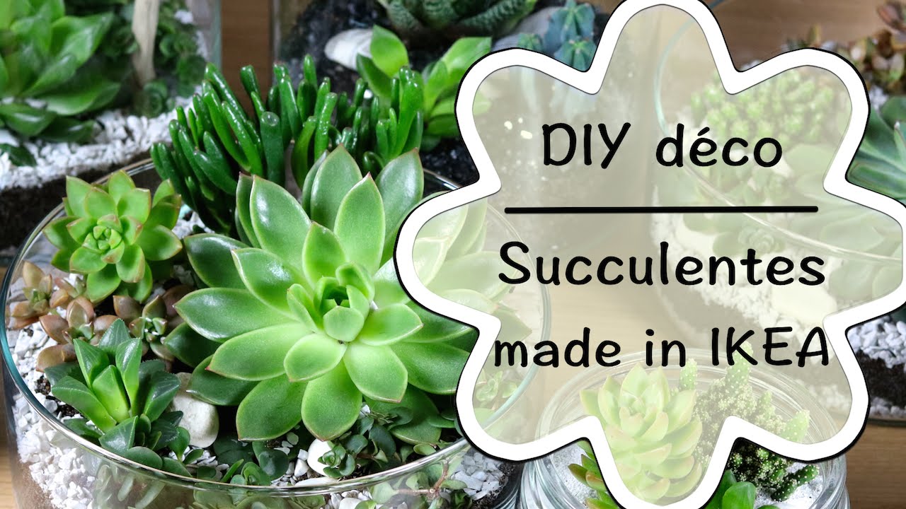 DIY - Cr&eacute;er une d&eacute;coration de succulentes | tutoriel facile de succulentes made in IKEA #1