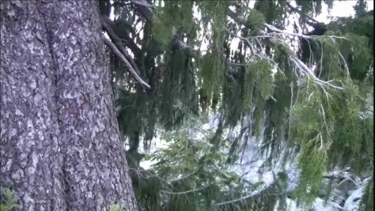 Brewer spruce | Relict Conifer in the Klamath Mountains