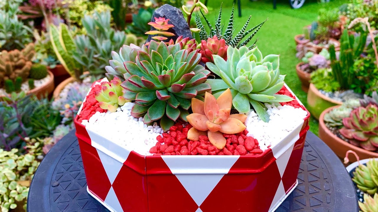 Repurposed Biscuit Container Succulent Arrangement