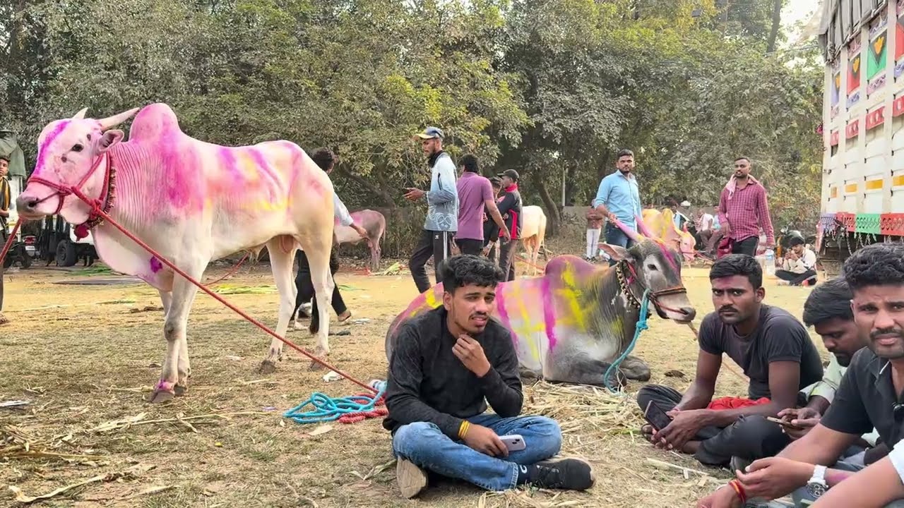 26 जानेवारी चा गुलाल राहुल भाईंच्या कपाळी लागला | भाई बोलणार तेव्हा संभाजीनगरचे टॉप बैल घेऊन येऊ 