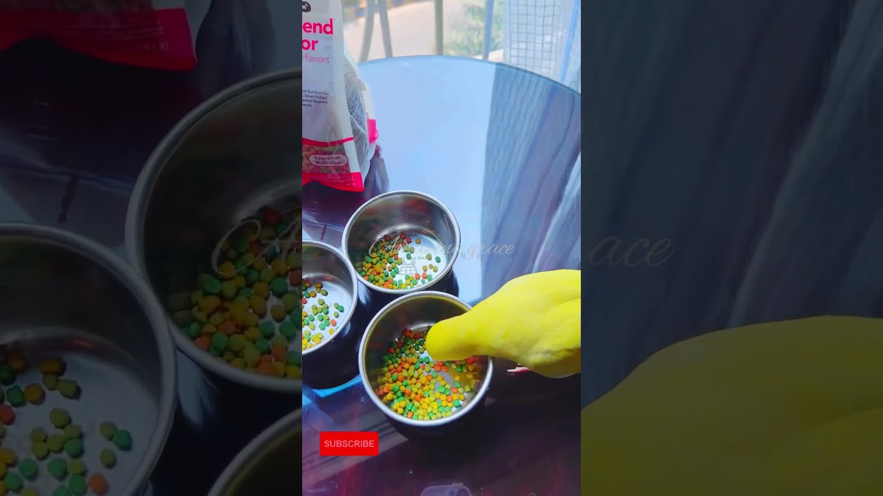 Pellets for parrots #ytshorts #parrot#youtubeshorts #parrotlovers #shortsvideo #shorts