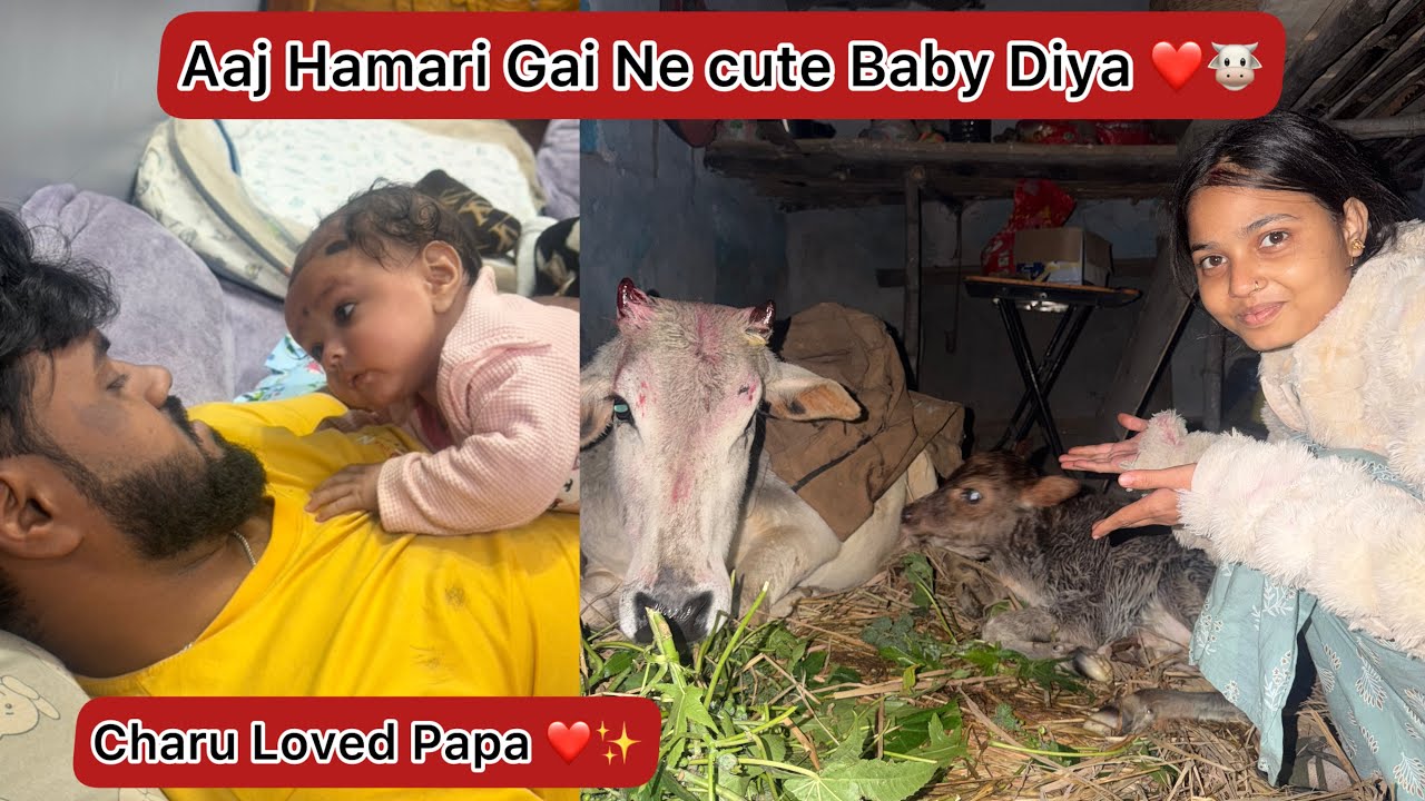 Aaj GAO Mata Ne Baby Diya 🐮❤️|| #aryanrj 