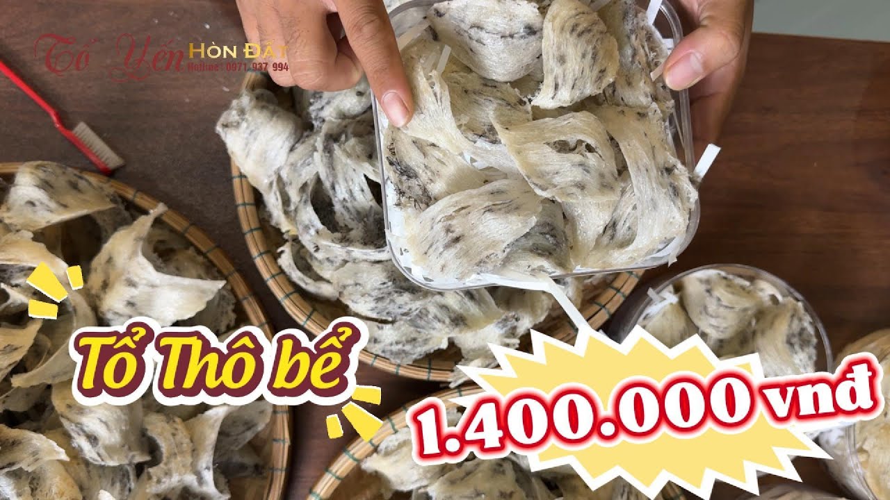 Thu Hoạch Tổ Yến Thô Tại Nhà Yến Kiên Giang | Giá Cả Cạnh Tranh | Liên Hệ: 0971937994