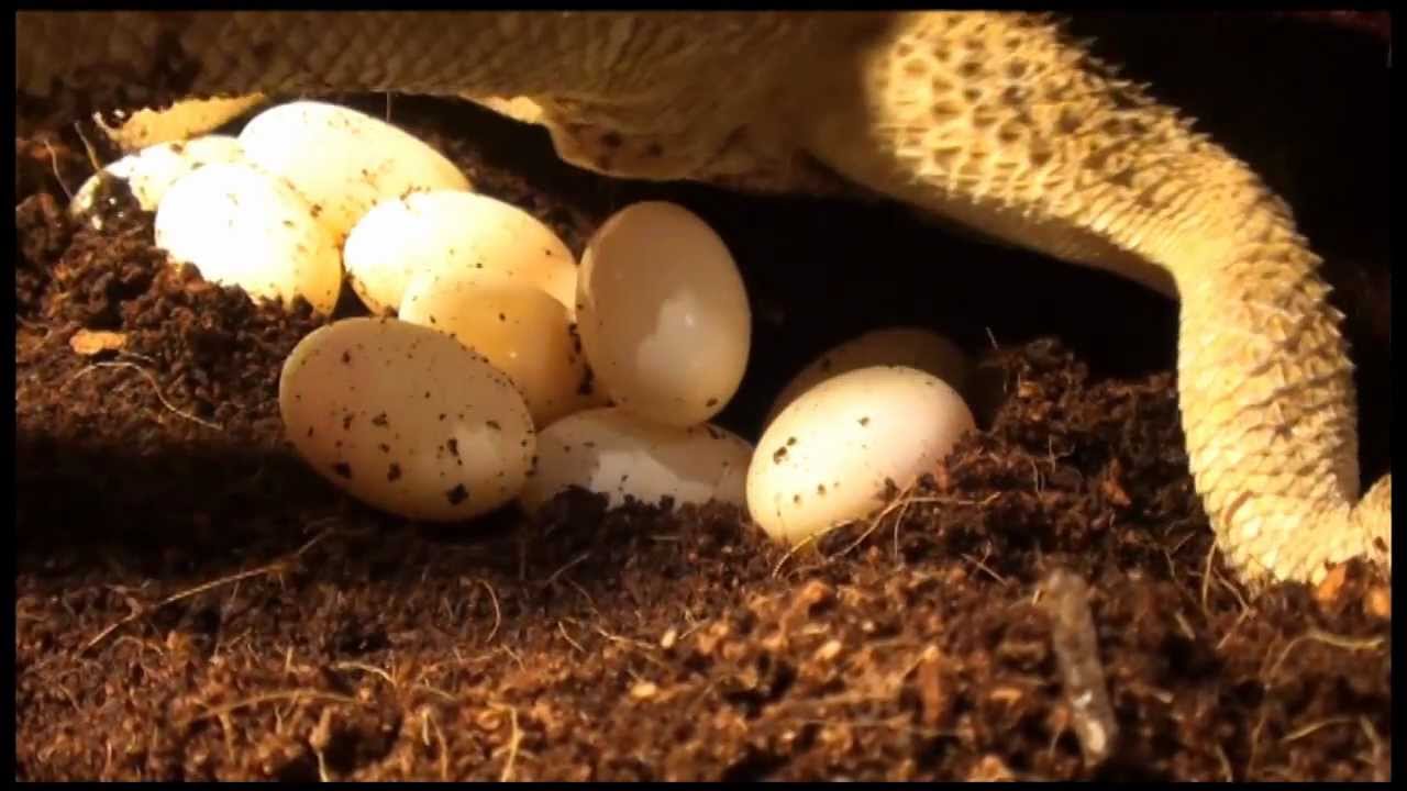 Bearded Dragon Laying Eggs
