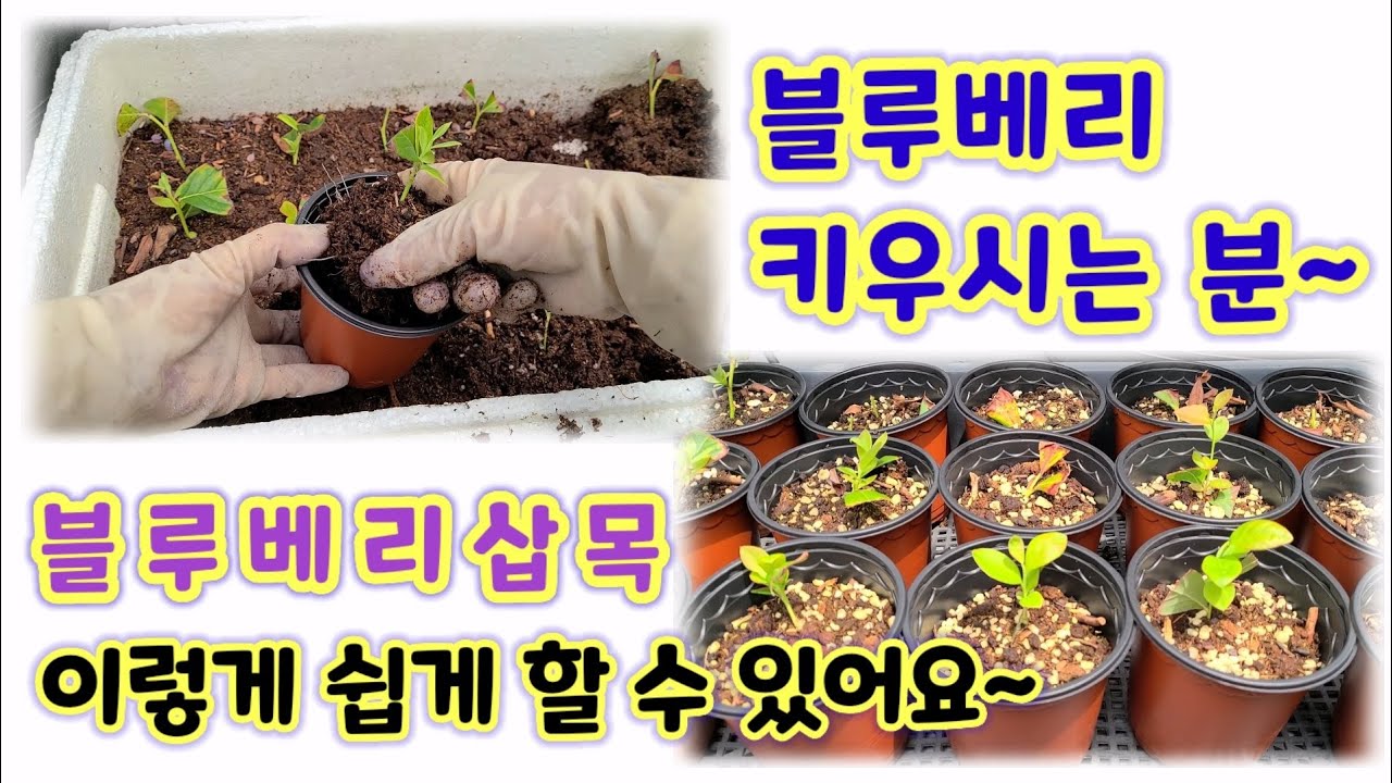 블루베리 삽목 분갈이는 이렇게 해요 #2 / 삽목 결과와 포트 분갈이 하는 법 / 블루베리 삽목 지침서 #2 / Making blueberry cuttings