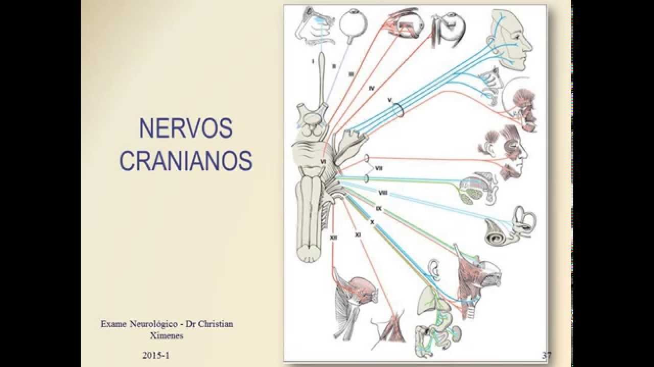 Semiologia Neurológica - Introdução aos Nervos Cranianos