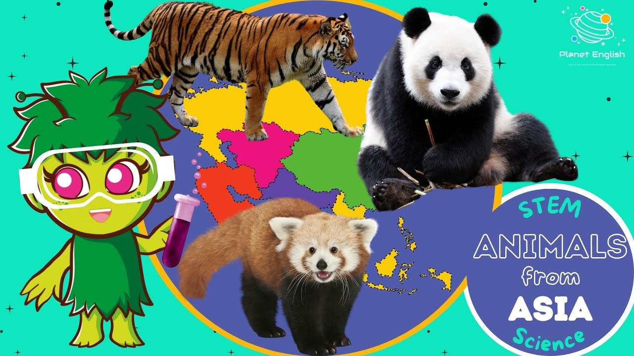 Animals from Asia | KS1 Science | STEM and Beyond