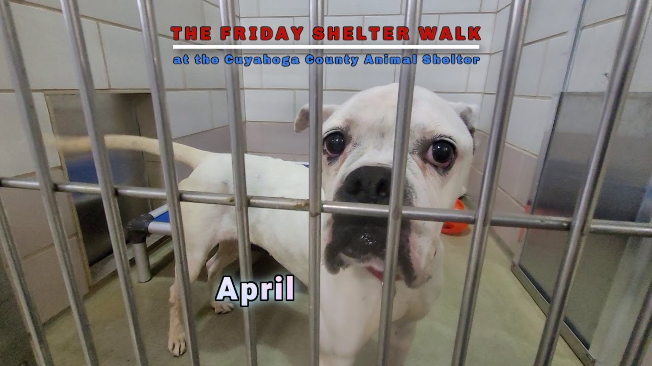 The Friday Shelter Walk At CCAS For The Weekend Of May 6, 2022