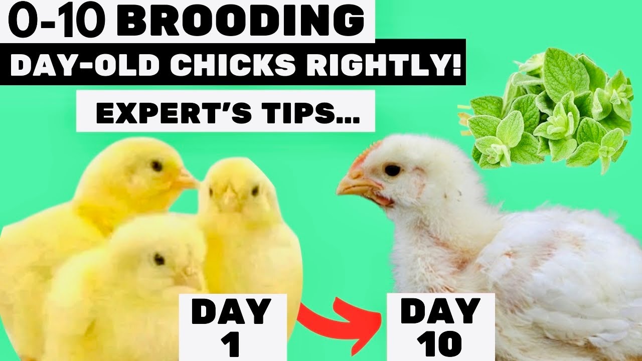 Brooding day old chicks rightly: 12 Interesting Facts