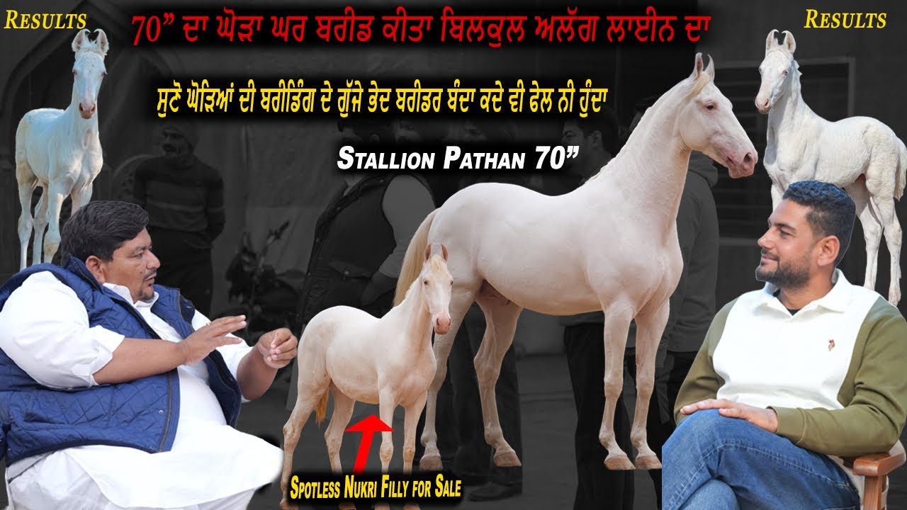 Stallion Pathan 70” ਸੁਣੋ ਘੋੜਿਆਂ ਦੀ ਬਰੀਡਿੰਗ ਦੇ ਗੁੱਜੇ ਭੇਦ Spotless Nukri Filly for Sale  #beanttulewal