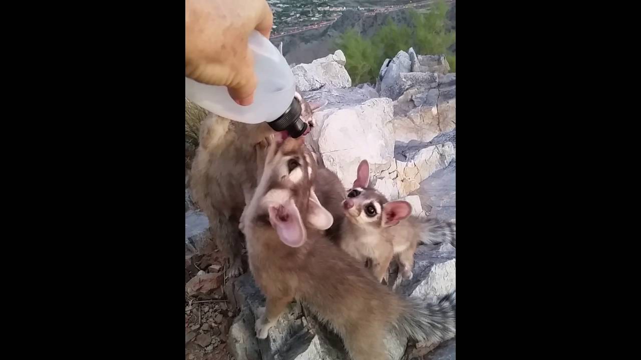 Ringtail cat babies! Squaw peak mountain phx az...