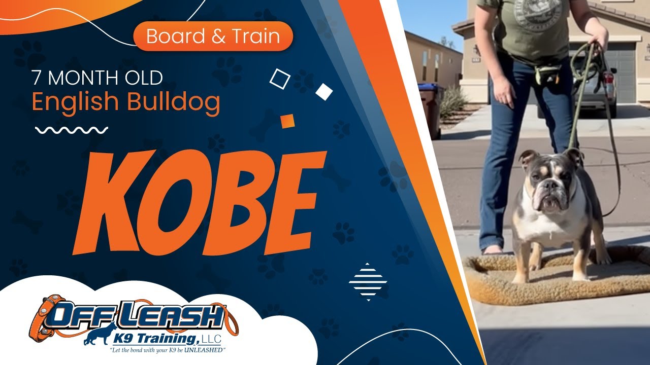 Kobe ~ 7mo  English Bulldog ~ Best English Bulldog Trainers ~ Off Leash K9 Training Phoenix