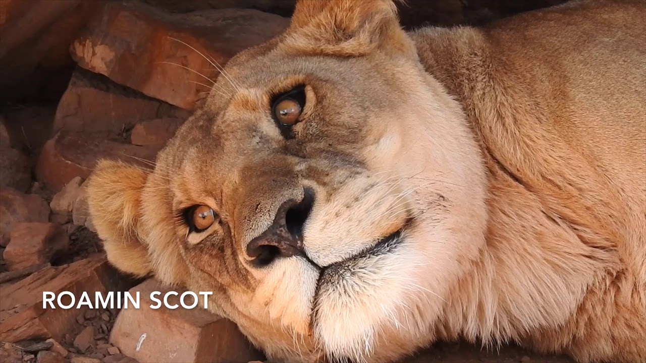 Funny Animals | ZEBRA Vs THE LION KING