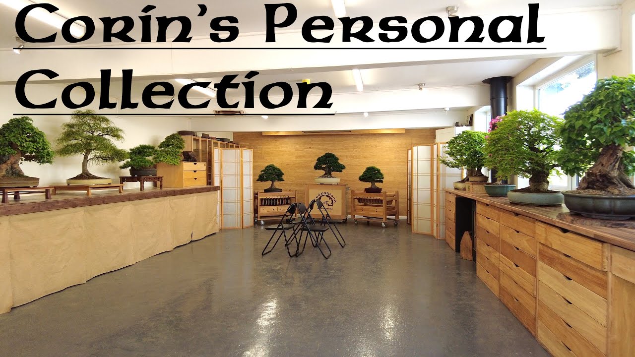Corin's Exhibition from the Bash - Greenwood Bonsai Studio