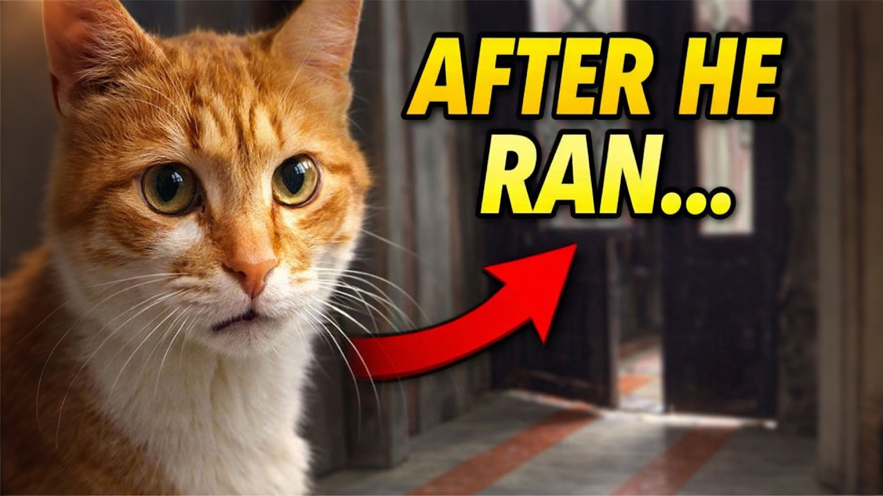 The Orange Cat Ran Away… So I Followed Him...