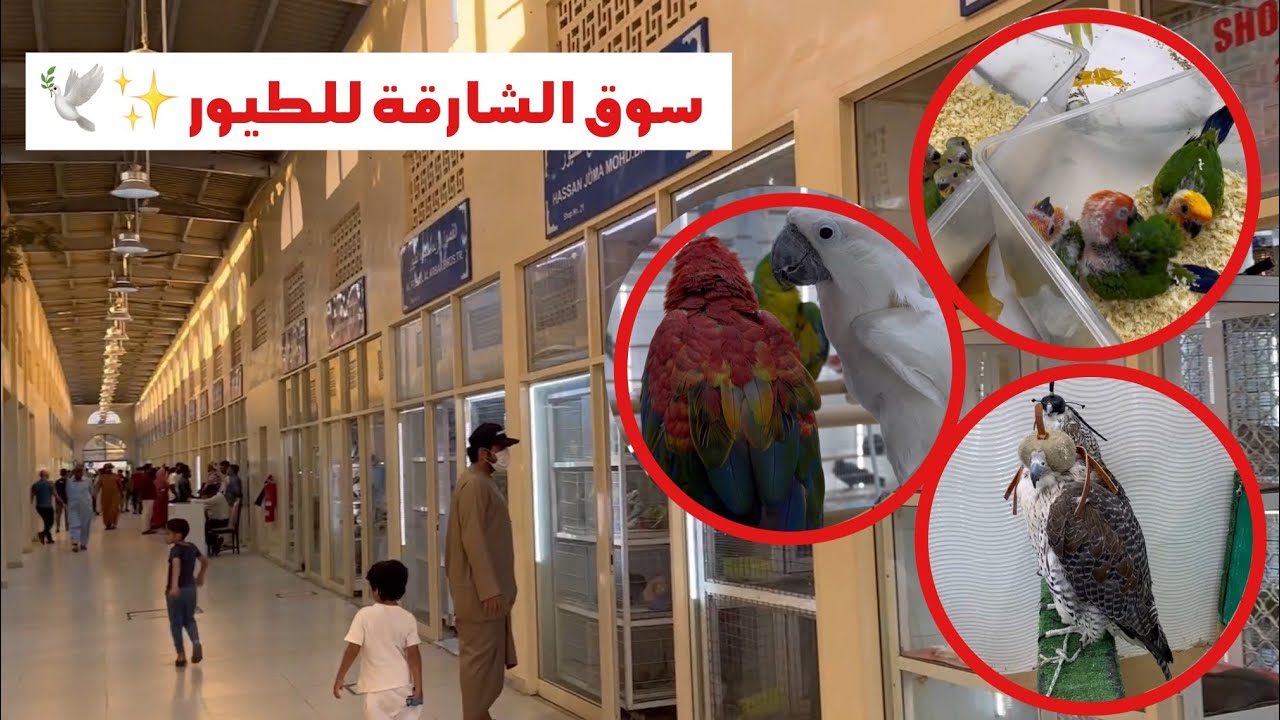أجمل وأروع ما ستشاهده اليوم سوق الشارقة لبيع الحيوانات  الأليفة 🇦🇪🕊️🦚