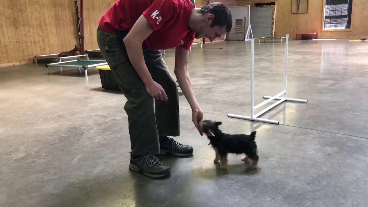 Norwich Terrier Puppy 